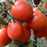 Countryman paradajz: recenzije, fotografije, prinos